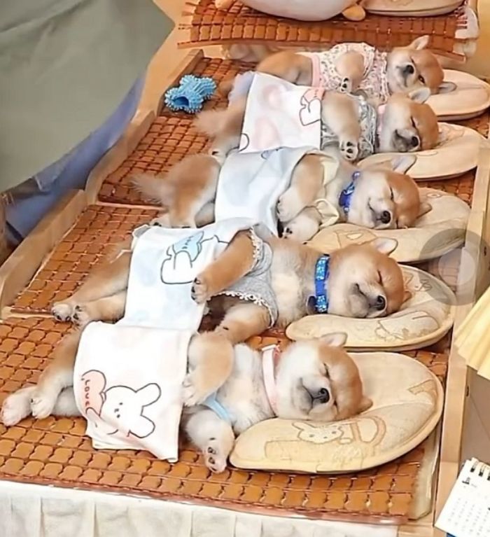 애니멀플래닛