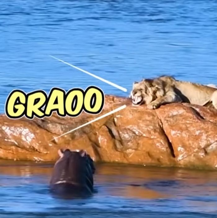 애니멀플래닛