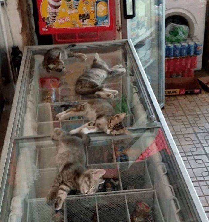 애니멀플래닛