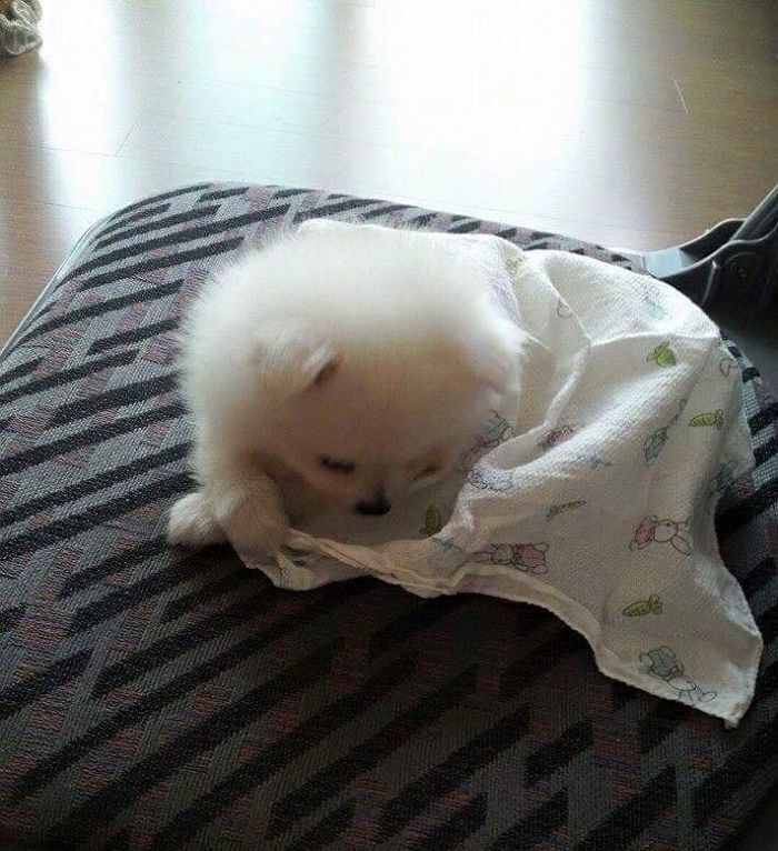 애니멀플래닛