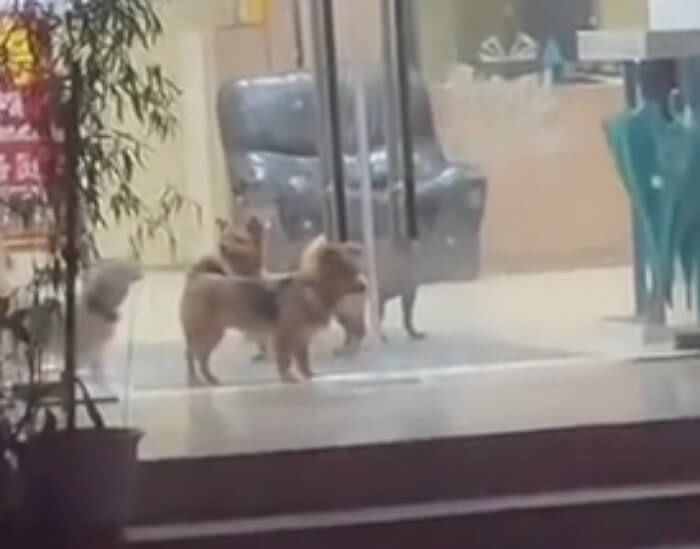 애니멀플래닛