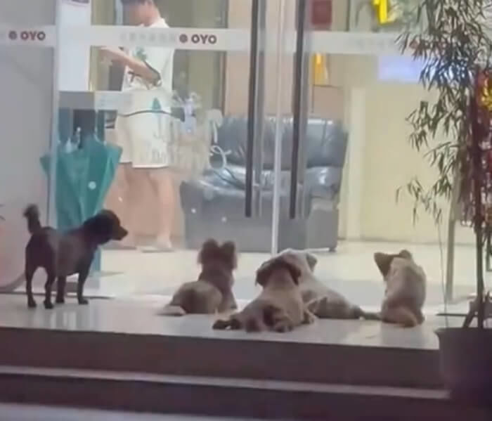 애니멀플래닛