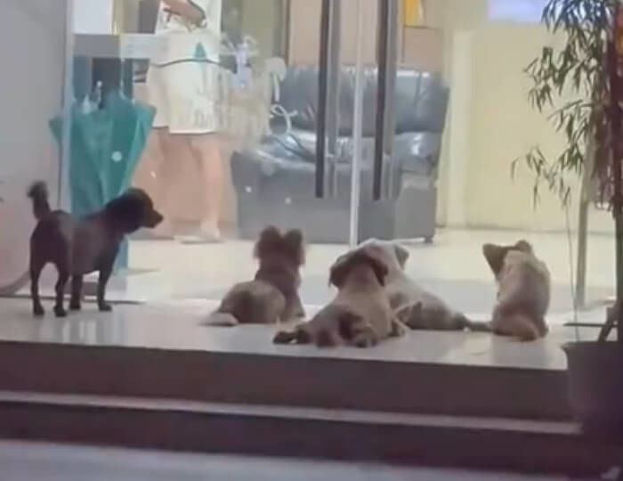 애니멀플래닛