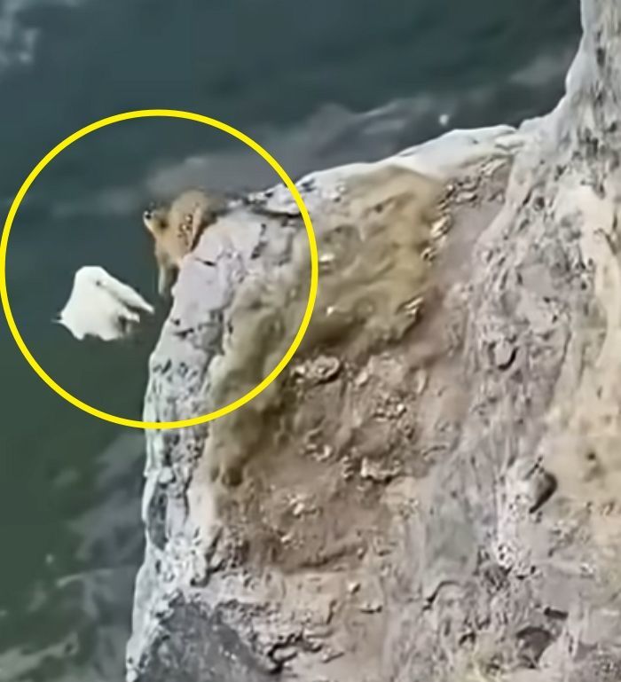애니멀플래닛