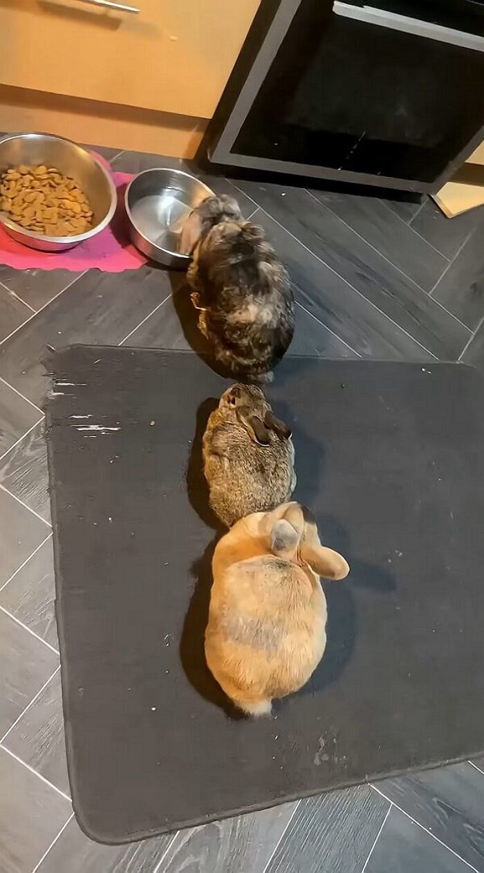 애니멀플래닛