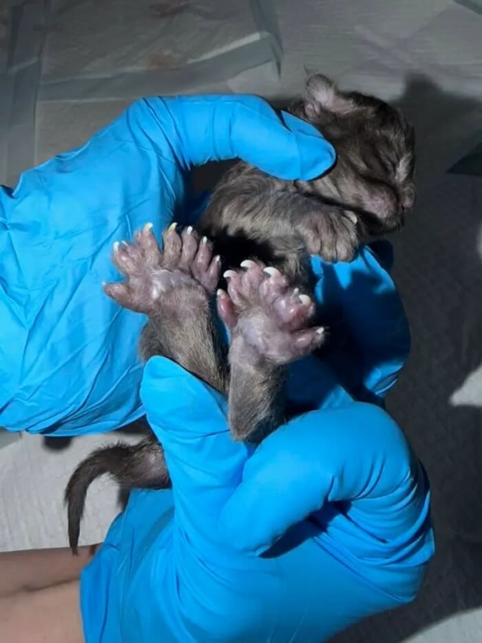 애니멀플래닛