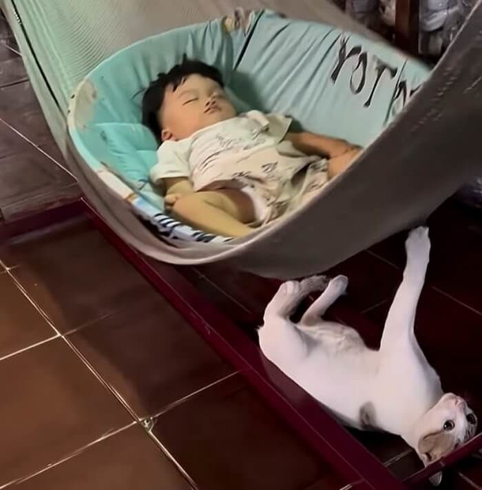 애니멀플래닛