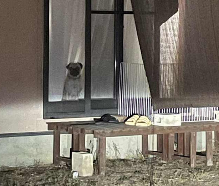 애니멀플래닛