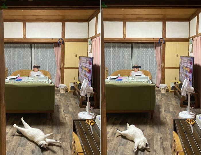 애니멀플래닛