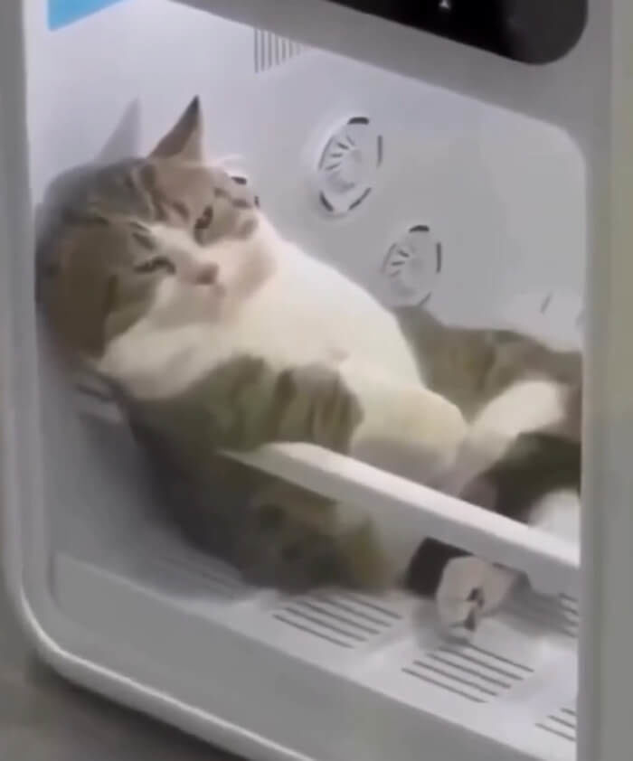 애니멀플래닛