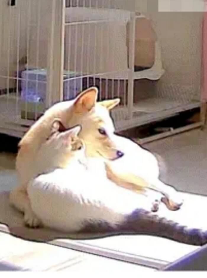 애니멀플래닛