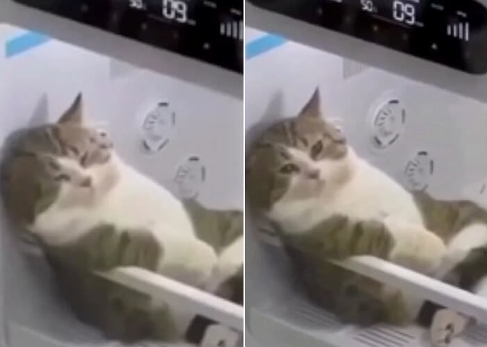 애니멀플래닛
