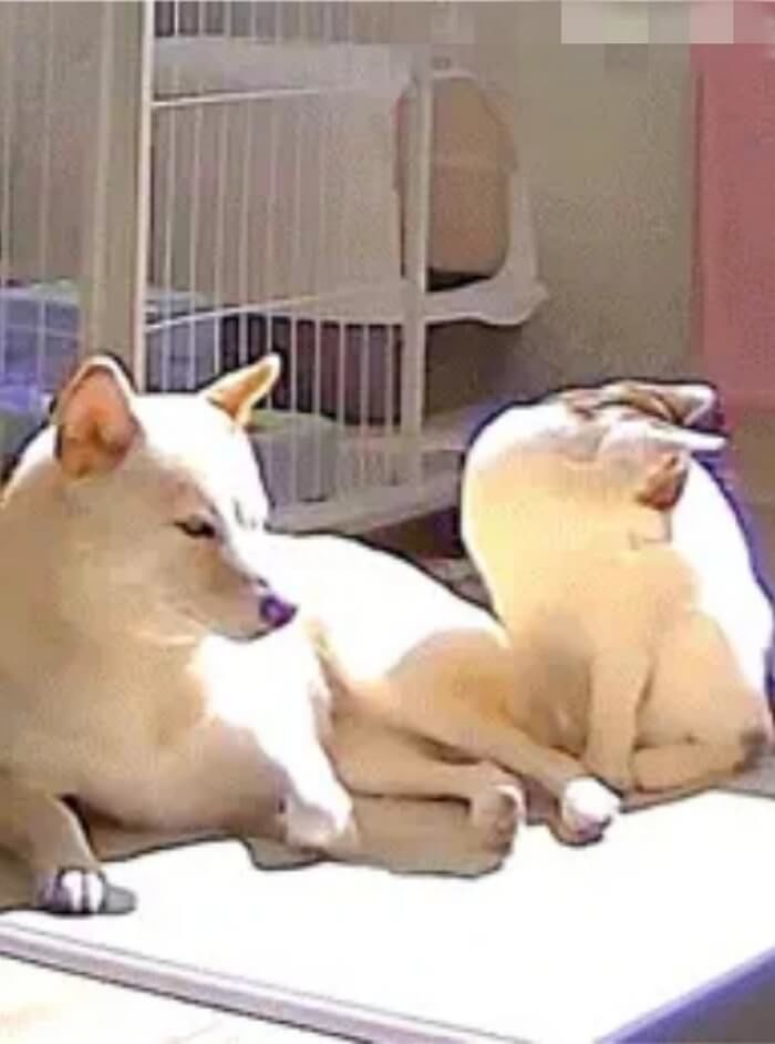 애니멀플래닛