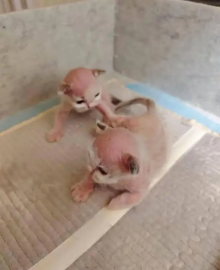애니멀플래닛