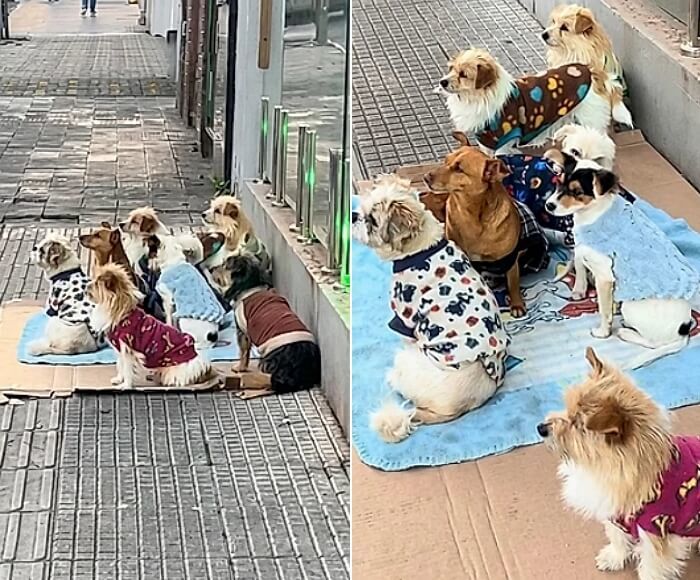 애니멀플래닛