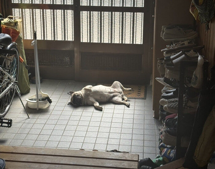 애니멀플래닛