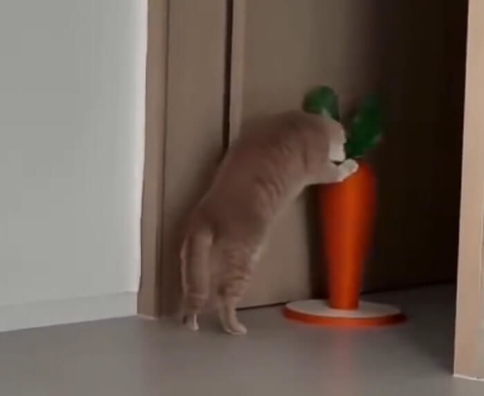 애니멀플래닛