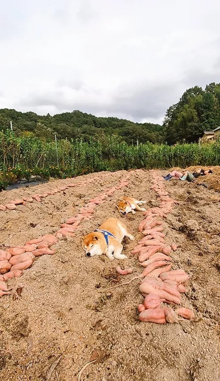 애니멀플래닛