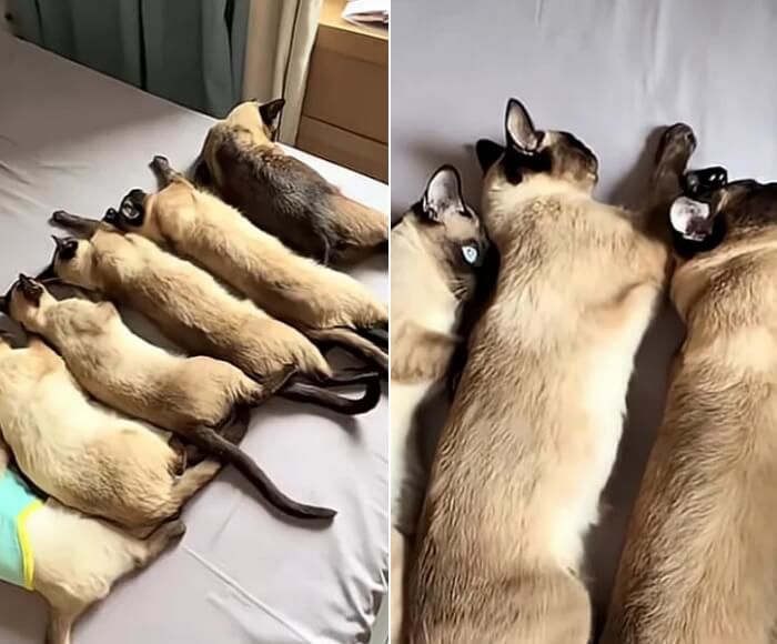애니멀플래닛
