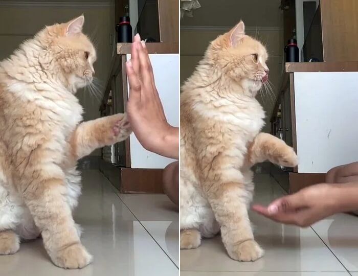 애니멀플래닛