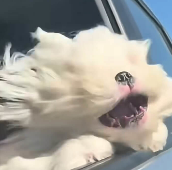 애니멀플래닛