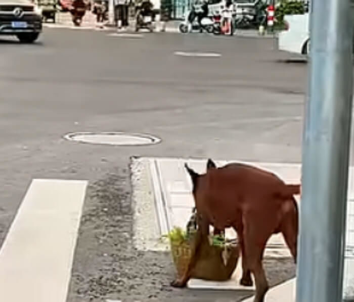 애니멀플래닛