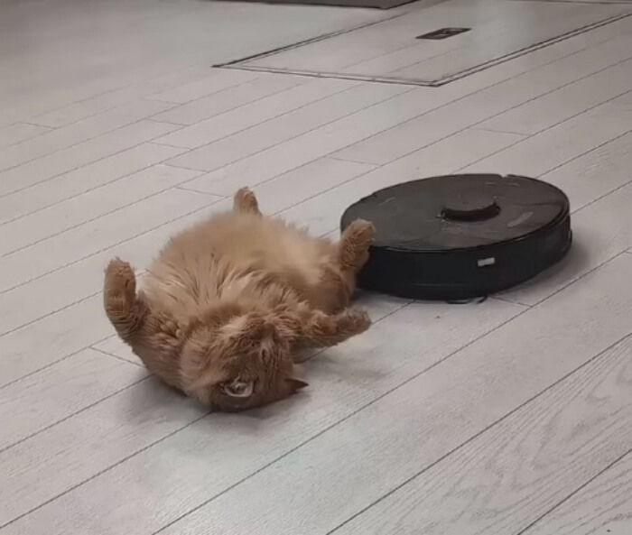 애니멀플래닛