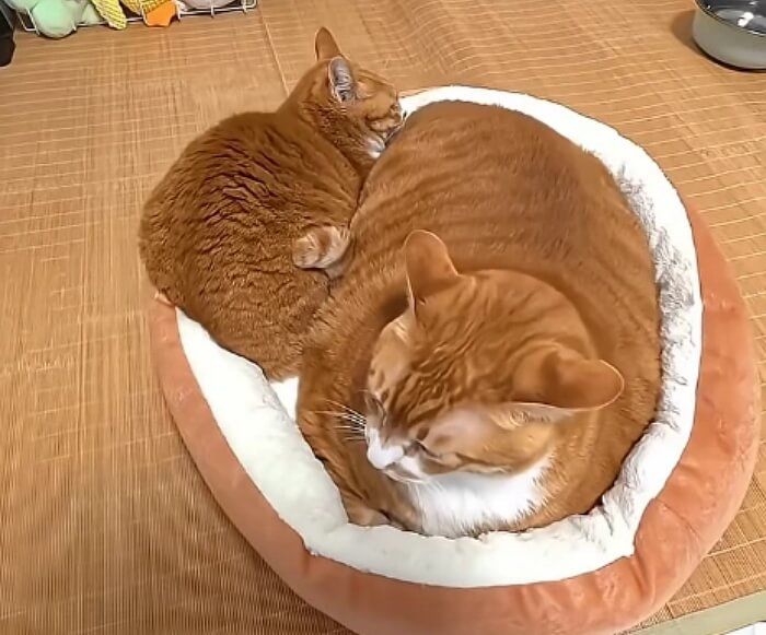 애니멀플래닛