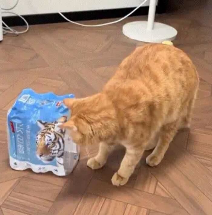 애니멀플래닛
