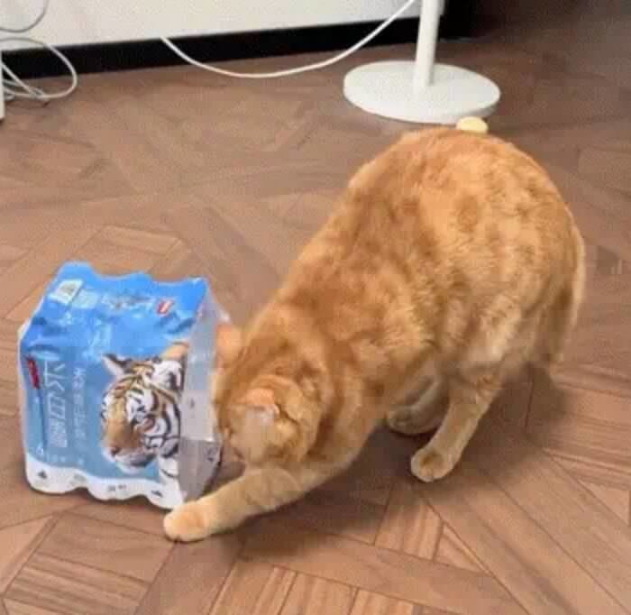 애니멀플래닛