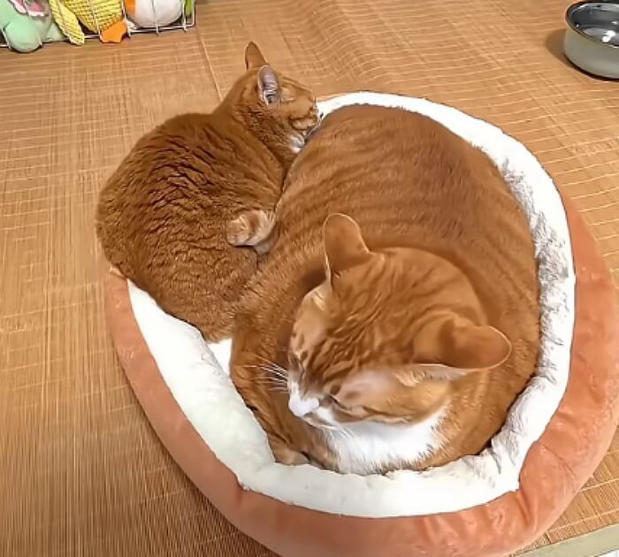애니멀플래닛