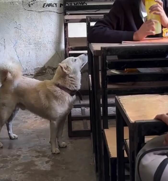 애니멀플래닛