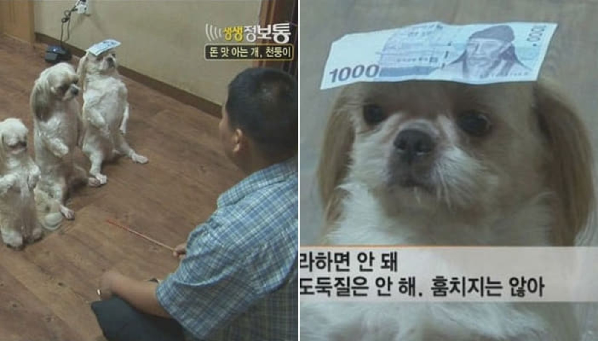 돈 훔치다가 주인 아저씨한테 딱 걸려서 단체로 벌 받는 강아지 가족