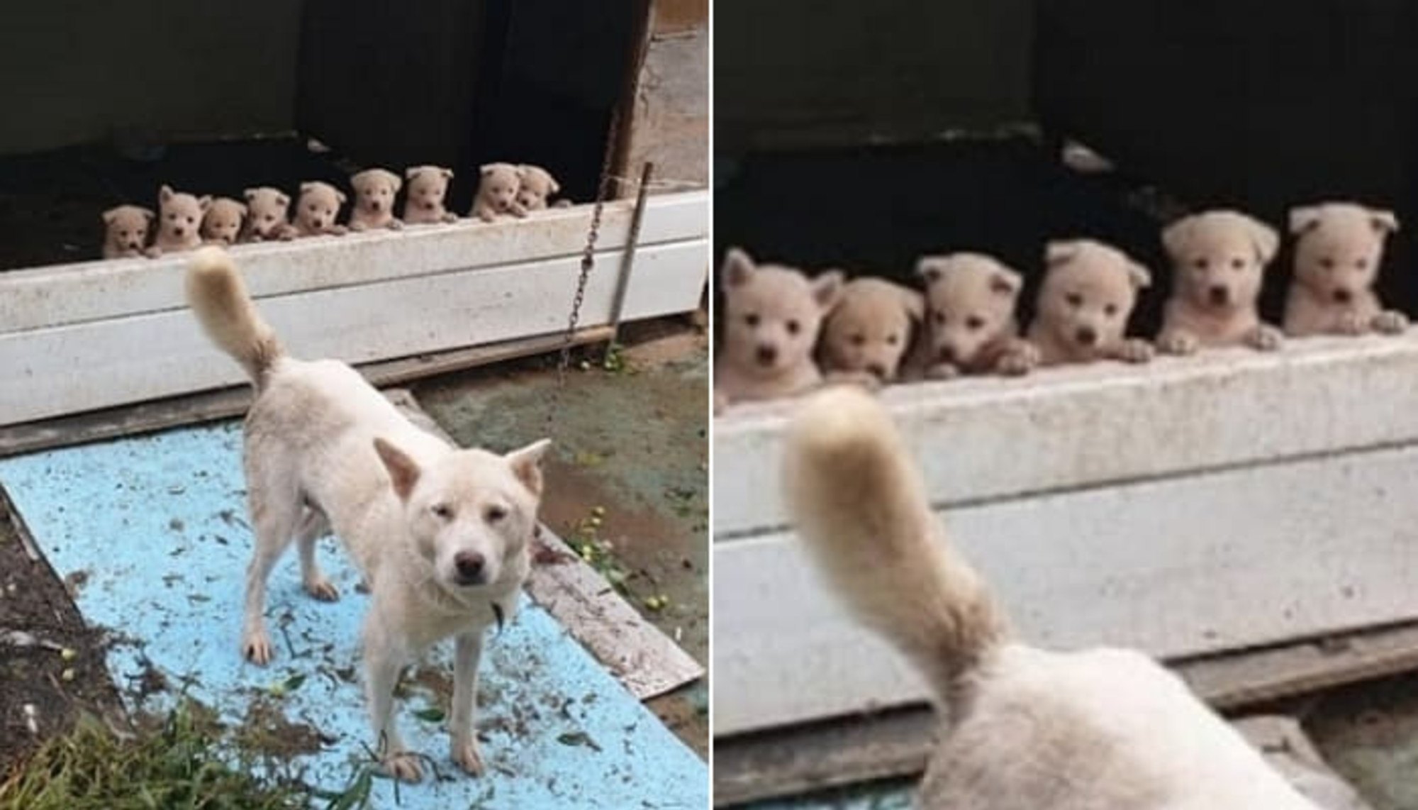 생애 첫 가족사진 찍으려고 옹기종기 모여 난간잡고 있는 뽀시래기 시골 똥강아지 형제
