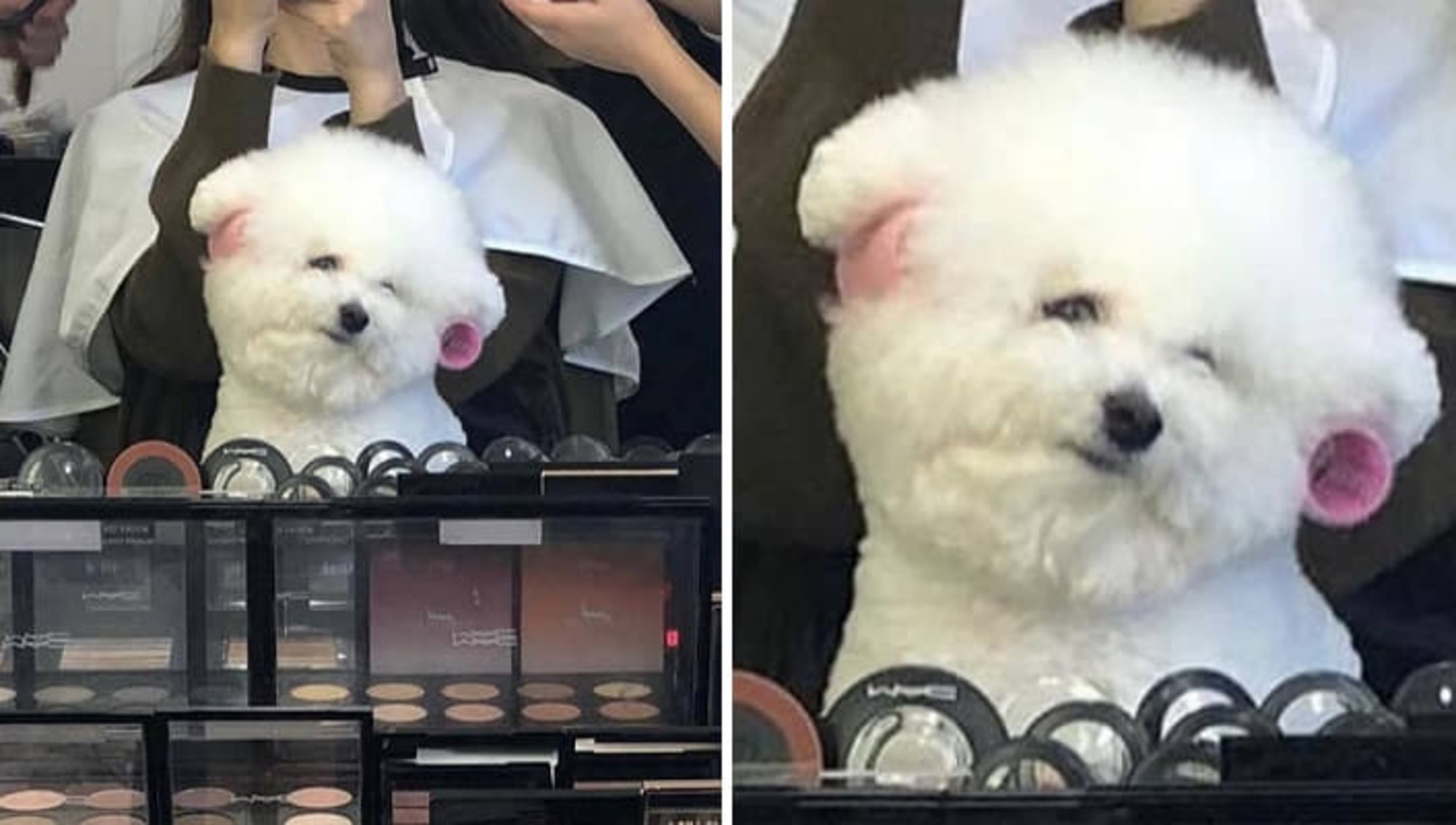 미용실 언니에게 중요한 약속있다며 뽕 예쁘게 말아달라는 댕댕이