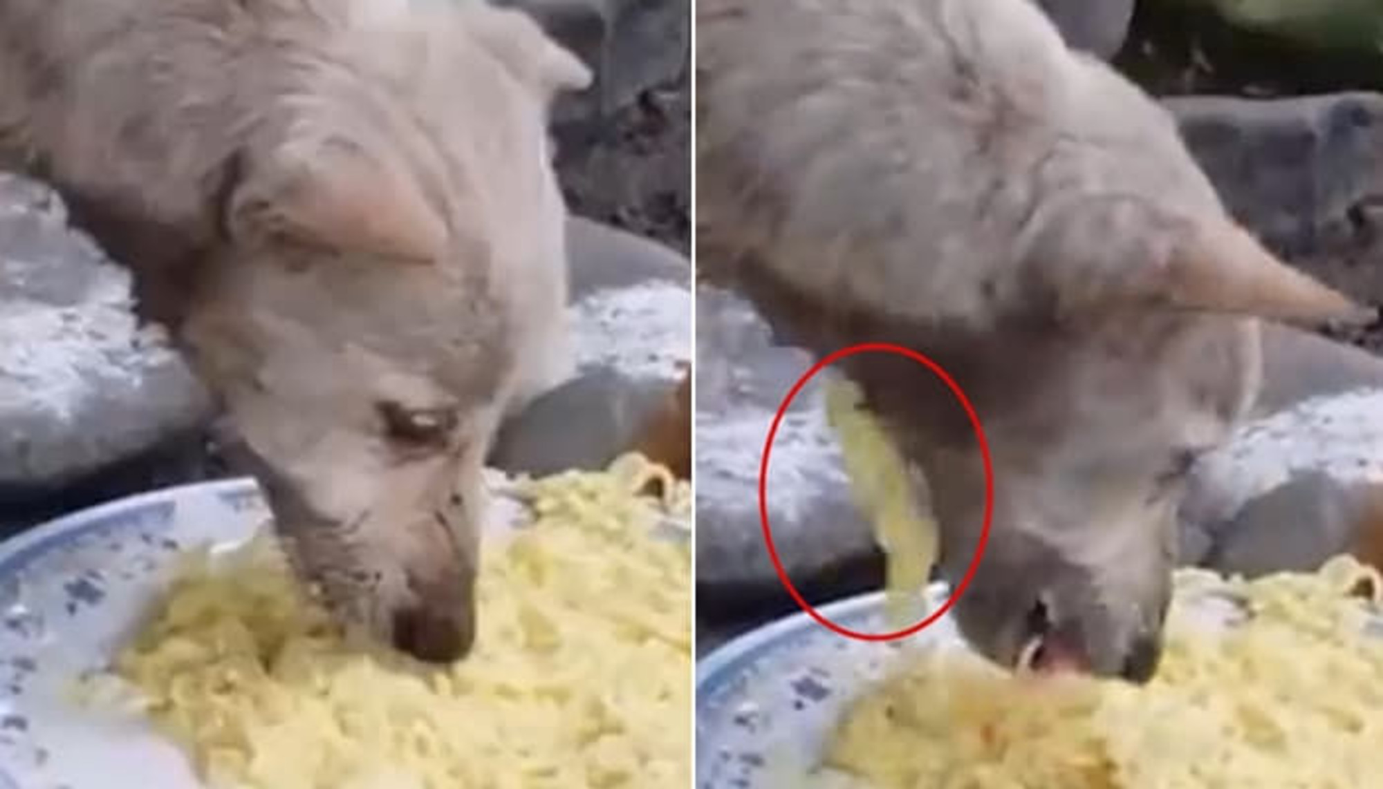 飢え過ぎた捨て犬は穴のあいた喉から食べ物をすり抜けるのも気づかず慌てて食べた