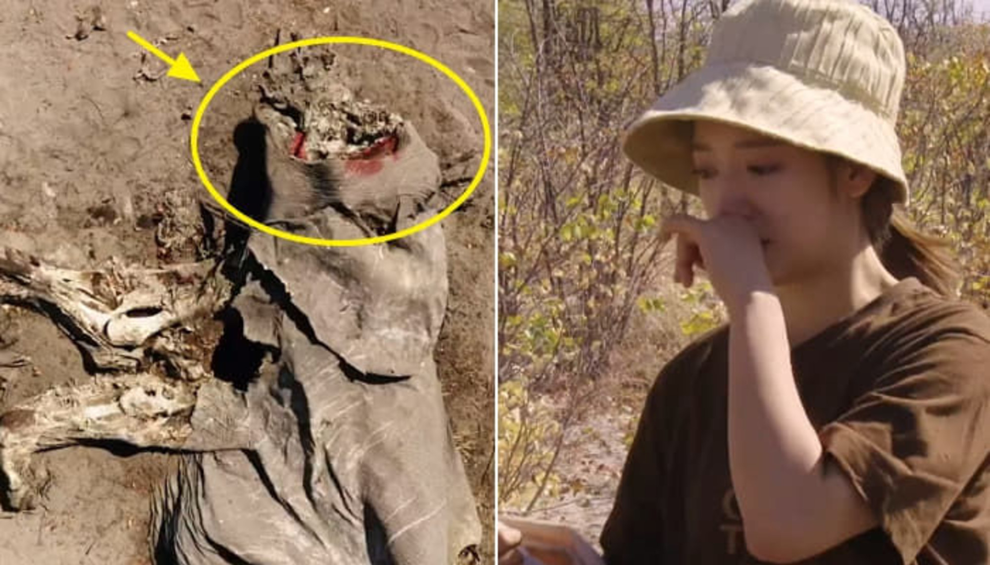 チェーンソーで生きているゾウの顔を切った パク シネ 韓国女優 が目撃した 顔のないゾウ 遺体