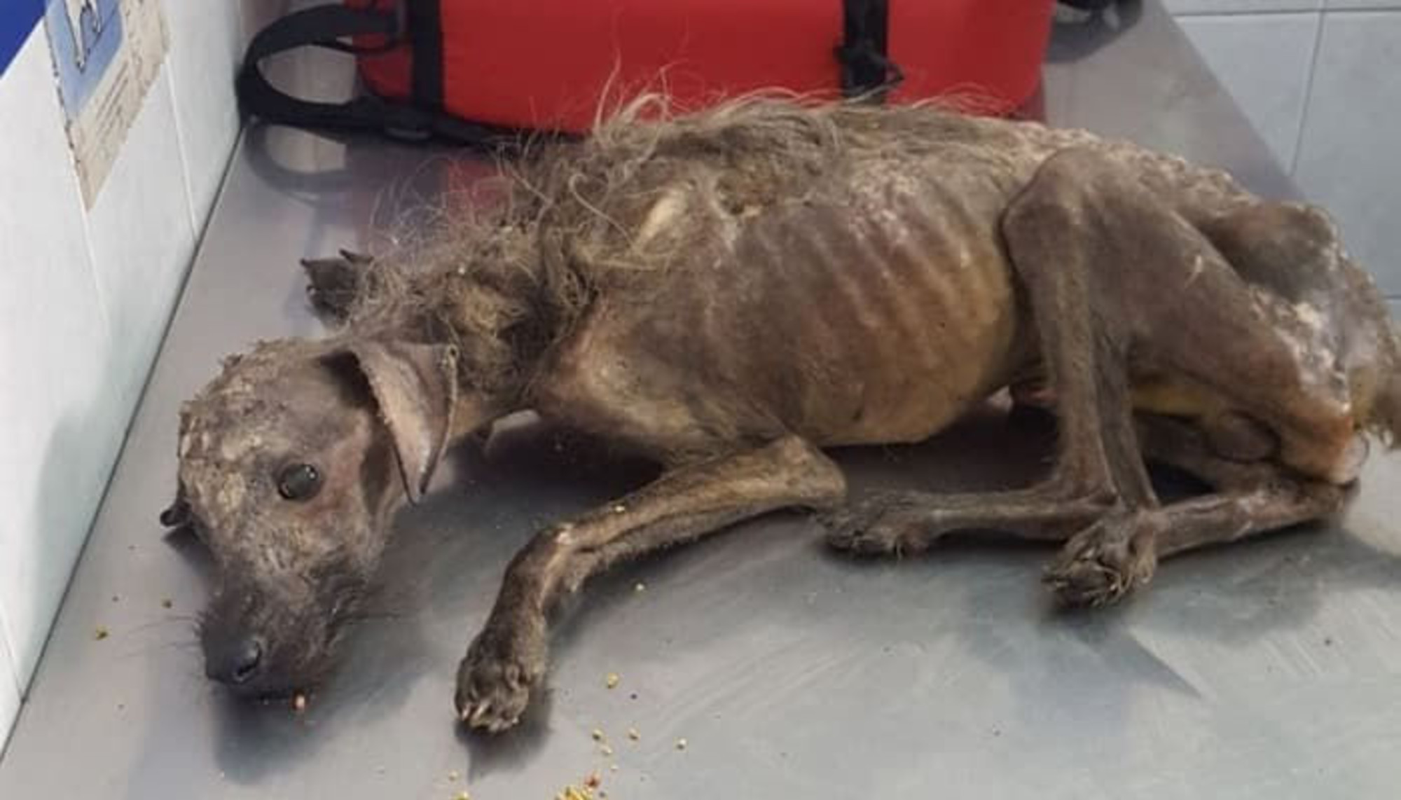 飢えて骨だけやせ細った状態で発見された捨て犬に起きた「驚くべき奇跡」