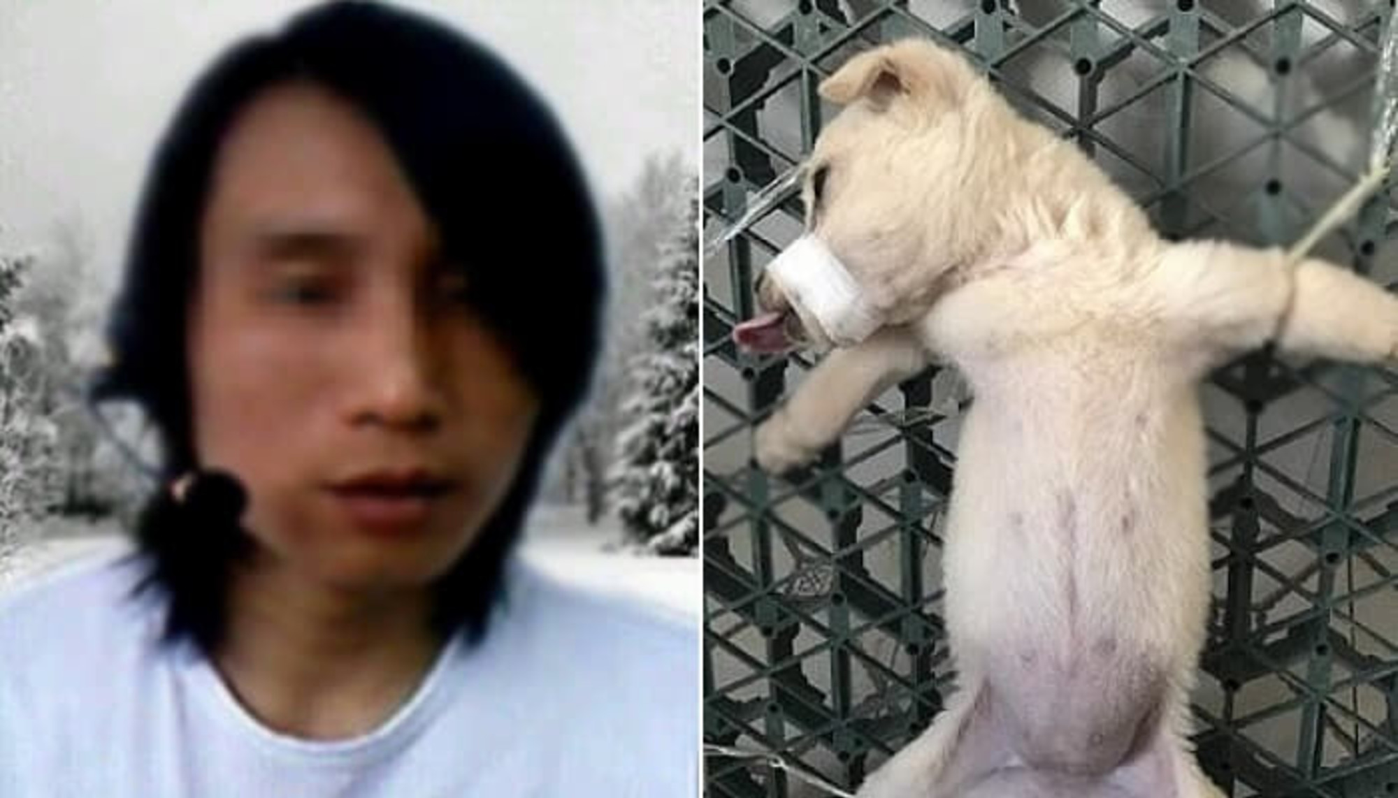 動物愛好家 嫌いで 動物団体に復讐すると言って 子犬の解剖 を生中継した男性