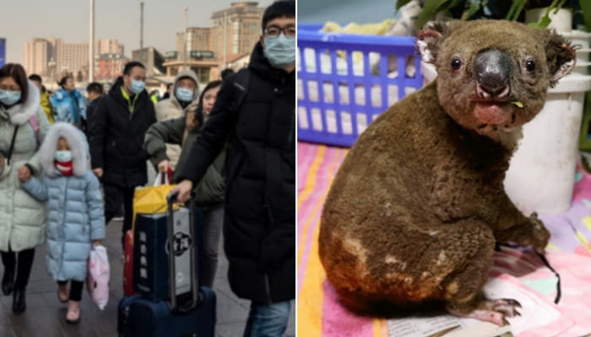 オーストラリアの山火事で 絶滅危惧 に直面したコアラを 食用 として不法販売する中国水産物市場のメニュー