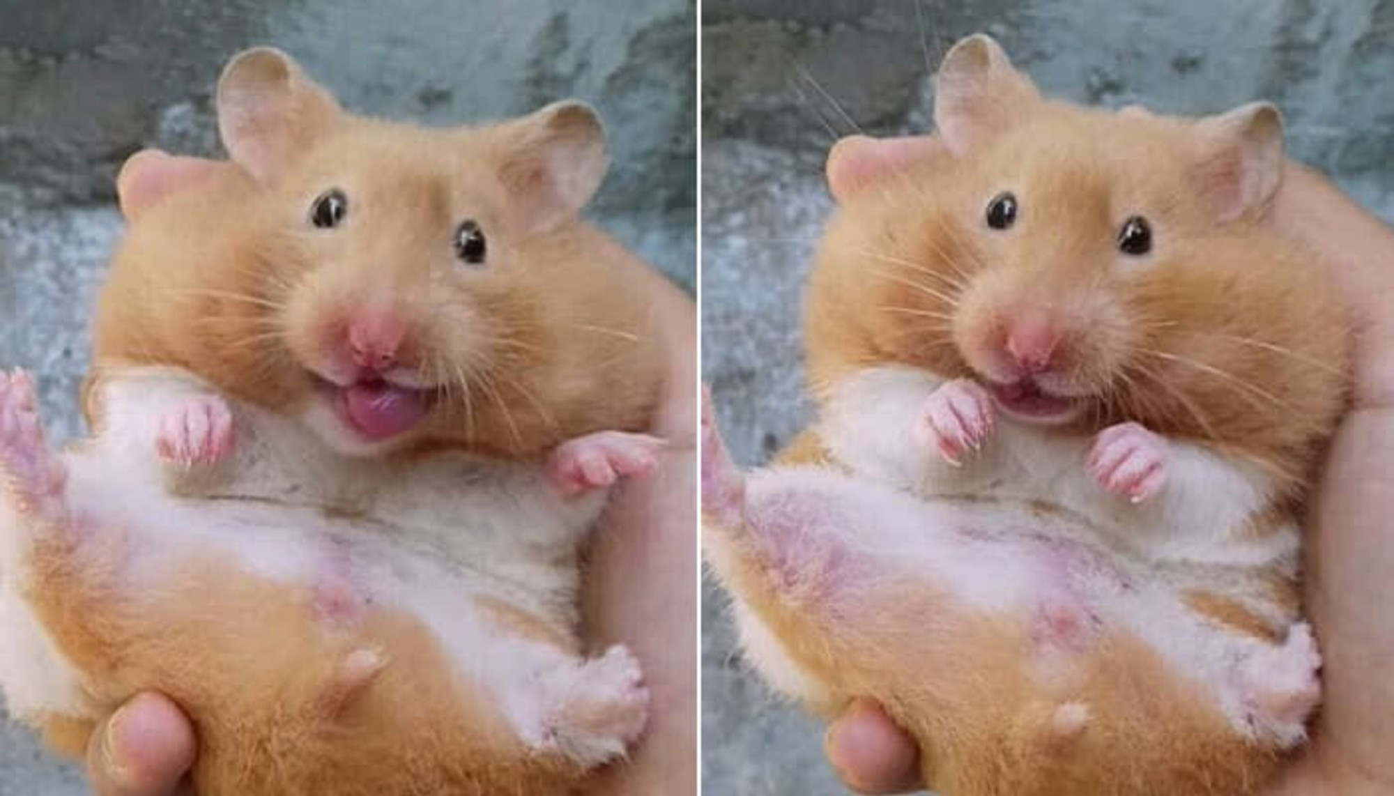 ぽちゃりすごく可愛くて 瞬間アンパンマンだと思ったという 可愛い ゴールデンハムスターの頬袋 ぽちゃりすごく可愛くて 瞬間アンパンマンだと思ったという 可愛い ゴールデンハムスターの頬袋