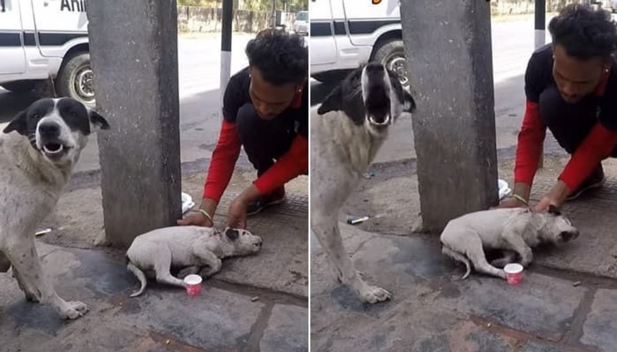 ひき逃げされて死にかけている我が子を助けてくれと声高に泣く親犬の涙