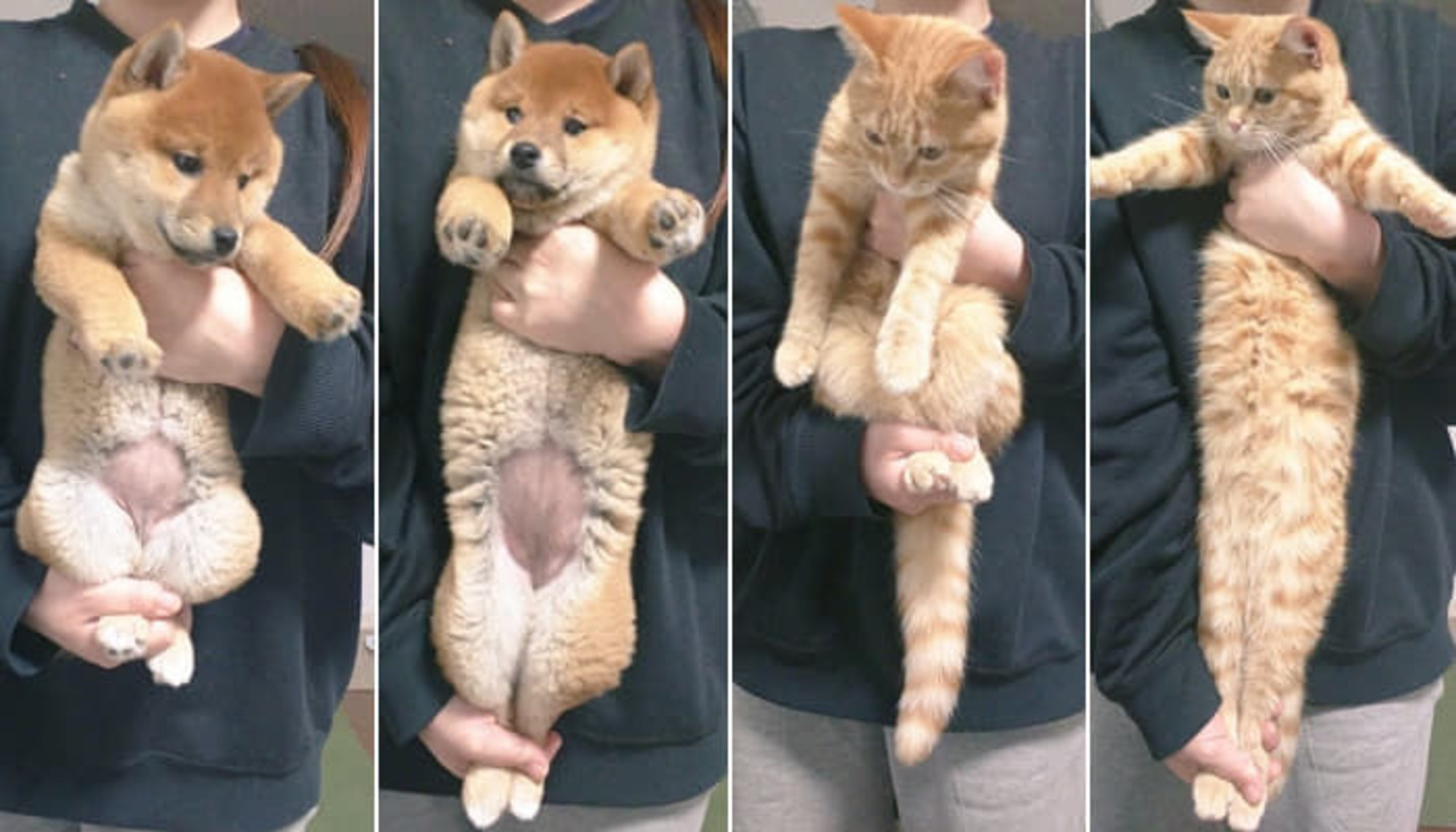 犬の足を伸ばすストレッチングを 猫にもやってみた時に起きた 驚くべき大反転