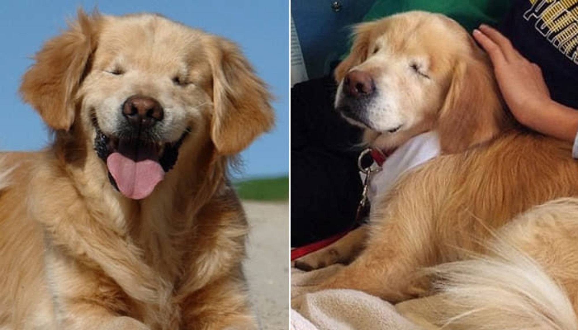 子犬工場で両目なく生まれ、"天使"の飼い主に会ったおかげで笑いを取り戻した"微笑みの天使"子犬。