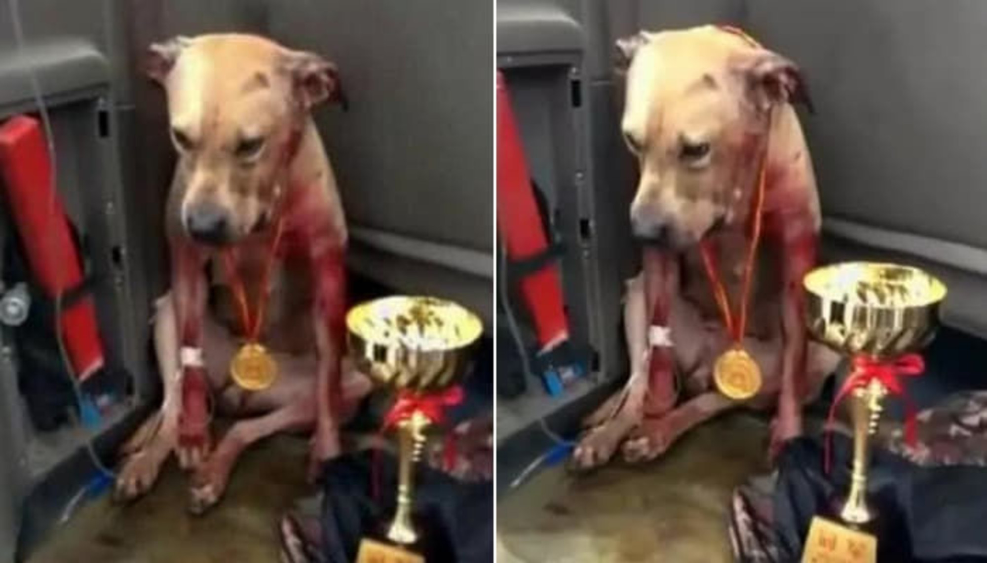 闘犬 噛ませ犬とは