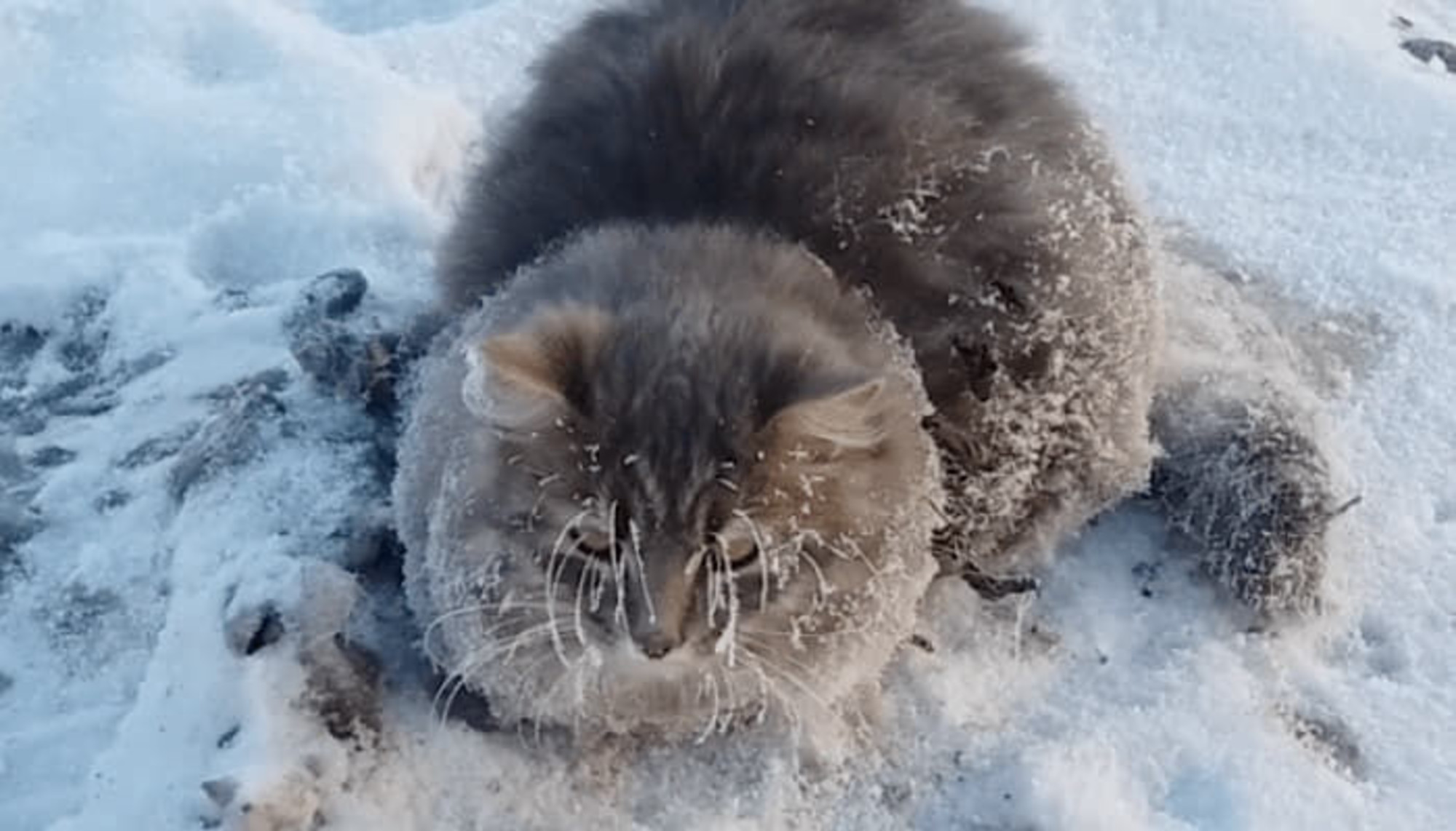 Котенок холодный. Кот замерз. Замерзший кот в снегу.