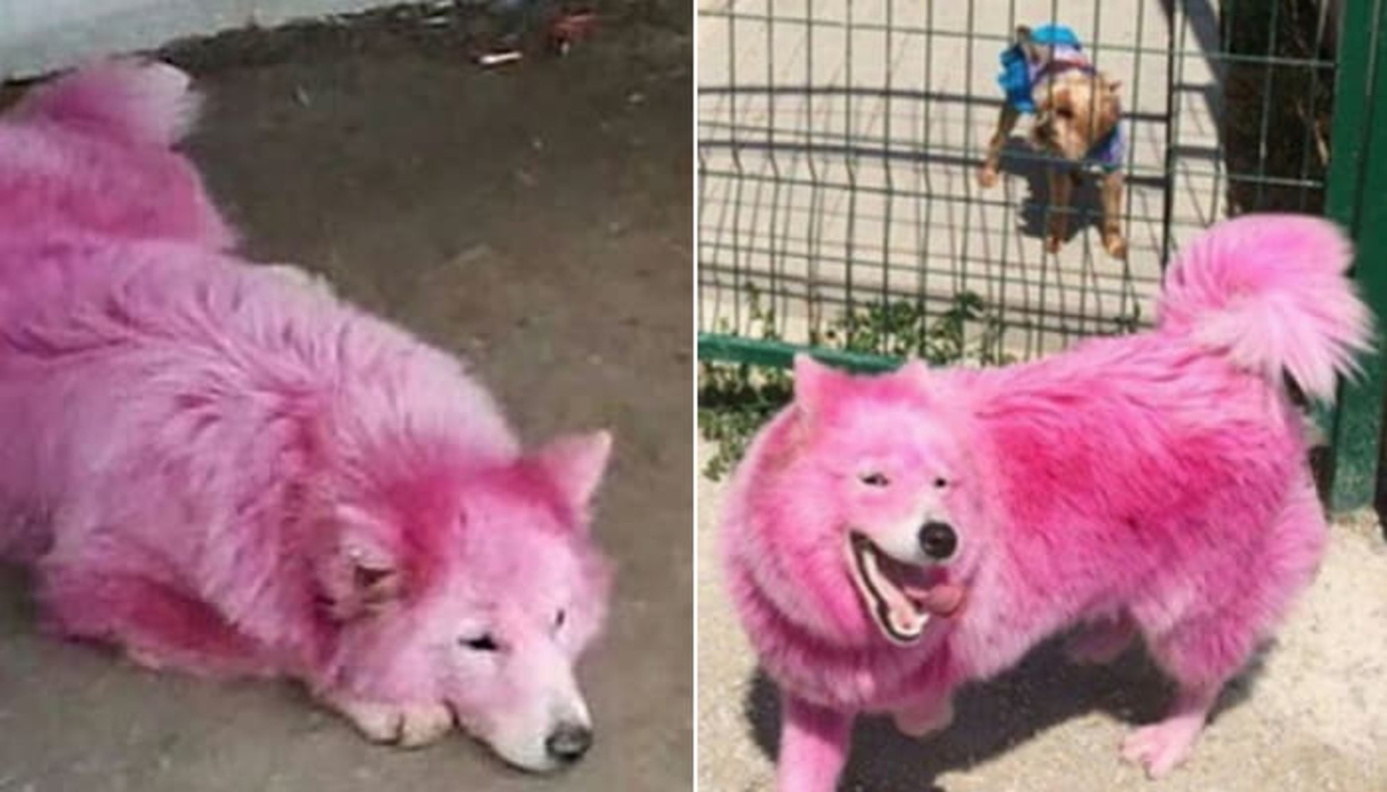 관광 소품용으로 강제 '분홍색 염색' 당한 뒤 더이상 쓸모 없어지자 숲속에 버려진 사모예드