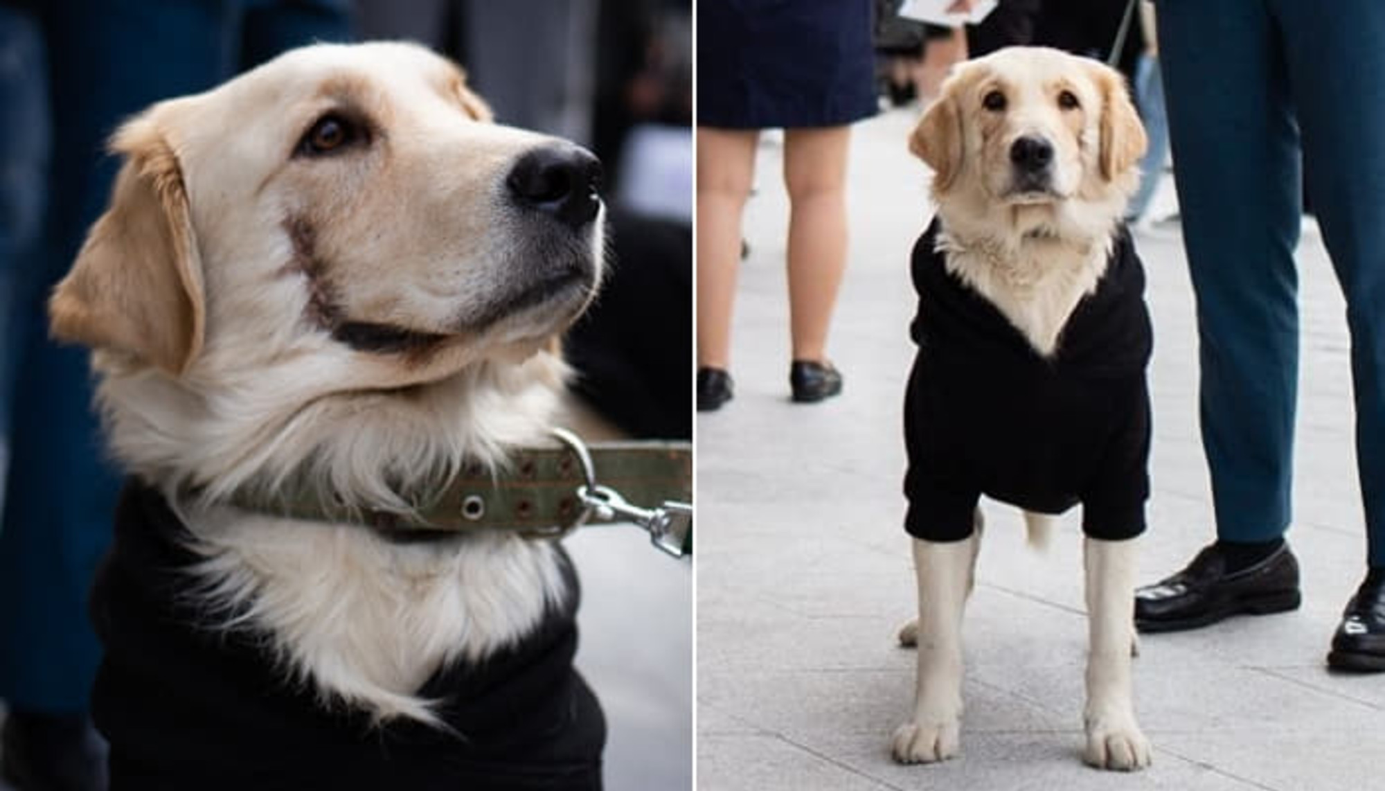 俺がジョーカーみたいにしてあげる と 元気なレトリバー犬の口を裂いて捨てた飼い主