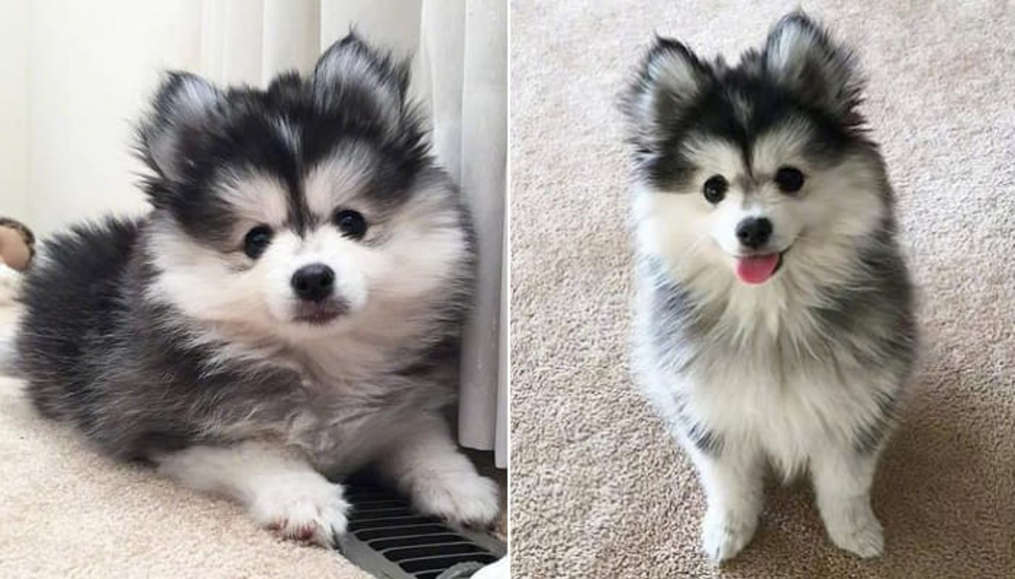 ハスキーとポメラニアンの間でとてつもない可愛さだけもって生まれたという フォームスキー