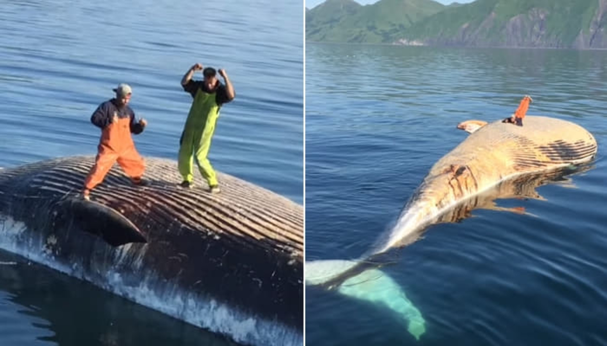 海上に浮かんでいるクジラの死体に登ると、 浮かれて身震いする漁師たち